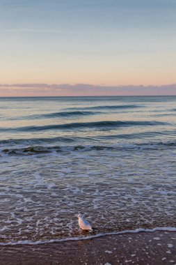 Mielno, Polonya 'daki sahil boyunca akşam yürüyüşü.