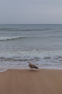 Polonya Baltık Denizi 'nde Mielno' dan Polonya 'ya Sahil Yürüyüşü