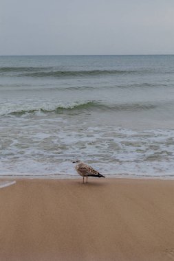 Polonya Baltık Denizi 'nde Mielno' dan Polonya 'ya Sahil Yürüyüşü