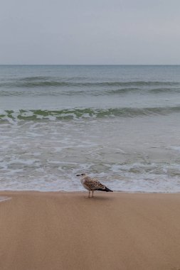 Polonya Baltık Denizi 'nde Mielno' dan Polonya 'ya Sahil Yürüyüşü