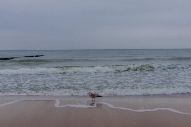 Polonya Baltık Denizi 'nde Mielno' dan Polonya 'ya Sahil Yürüyüşü