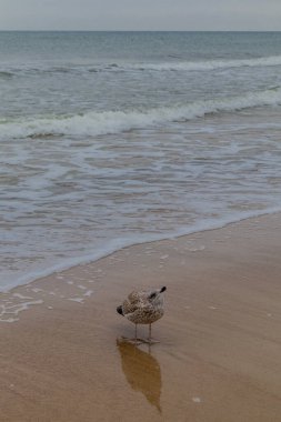 Polonya Baltık Denizi 'nde Mielno' dan Polonya 'ya Sahil Yürüyüşü