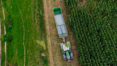 Werra Vadisi 'nde yaz sonu mısır hasadı - Thüringen - Almanya