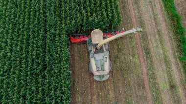 Werra Vadisi 'nde yaz sonu mısır hasadı - Thüringen - Almanya