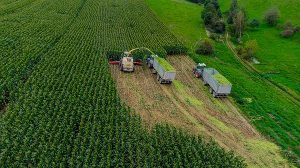 Werra Vadisi 'nde yaz sonu mısır hasadı - Thüringen - Almanya