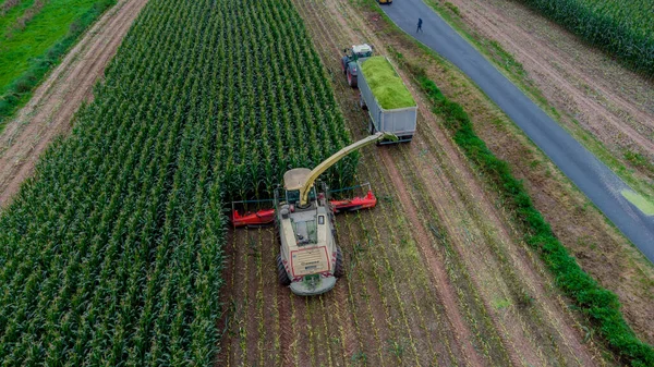 Пізній Літній Врожай Кукурудзи Долині Верра Тюрингії Німеччина — стокове фото