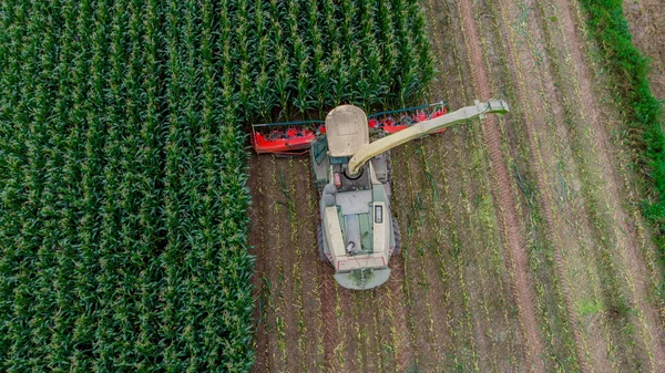 Werra Vadisi 'nde yaz sonu mısır hasadı - Thüringen - Almanya