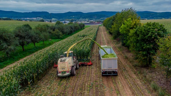 Пізній Літній Врожай Кукурудзи Долині Верра Тюрингії Німеччина — стокове фото