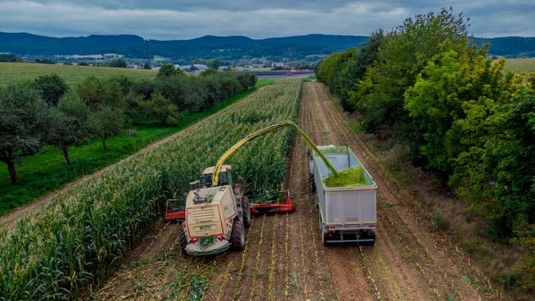 Werra Vadisi 'nde yaz sonu mısır hasadı - Thüringen - Almanya