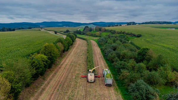 Werra Vadisi 'nde yaz sonu mısır hasadı - Thüringen - Almanya