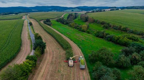 Пізній Літній Врожай Кукурудзи Долині Верра Тюрингії Німеччина — стокове фото
