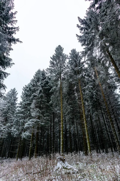 Χειμερινή Πεζοπορία Στο Ruppberg Μέσα Από Χιονισμένο Δάσος Της Θουριγγίας — Φωτογραφία Αρχείου