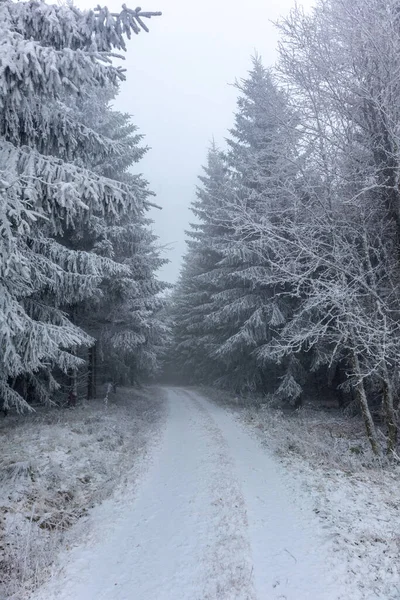 Karlı Thüringen Ormanı Boyunca Ruppberg Kış Yürüyüşü — Stok fotoğraf