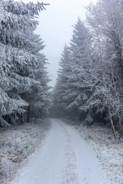 Caminhada Inverno Ruppberg Através Floresta Turíngia Nevada Turíngia — Fotografia de Stock