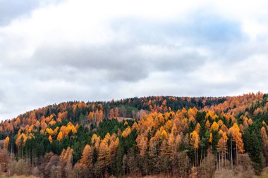 Thüringen 'in renkli ormanlarında yürüyüş yapmak