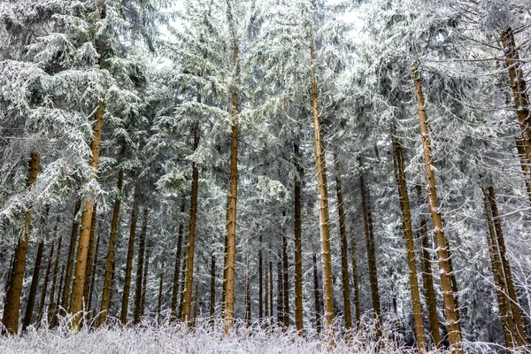 Schöne Winterlandschaft Auf Den Höhen Des Thüringer Waldes Bei Oberhof — Stockfoto