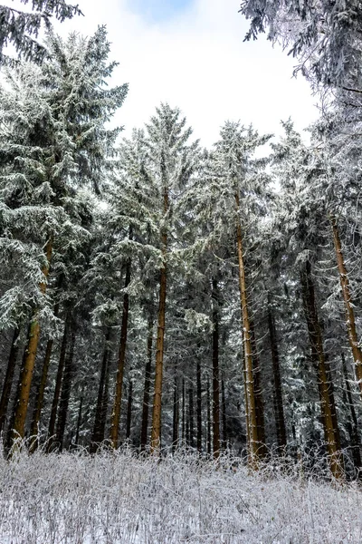 Bellissimo Paesaggio Invernale Sulle Alture Della Foresta Turingia Vicino Oberhof — Foto Stock