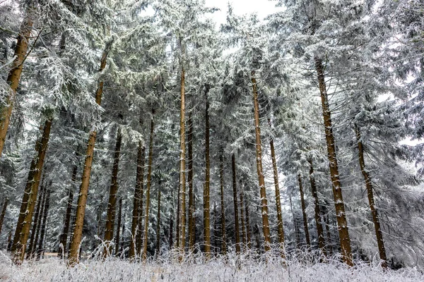 Όμορφο Χειμερινό Τοπίο Στα Ύψη Του Δάσους Της Θουριγγίας Κοντά — Φωτογραφία Αρχείου