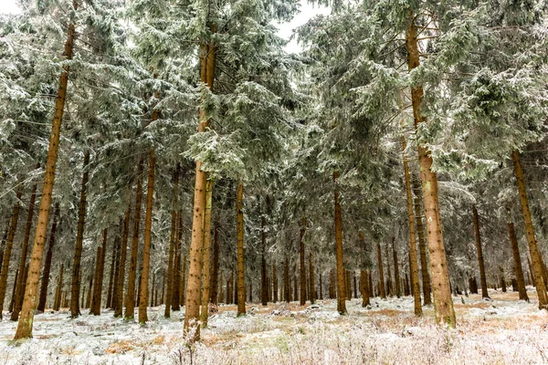 Hermoso Paisaje Invernal Las Alturas Del Bosque Turingia Cerca Oberhof —  Fotos de Stock