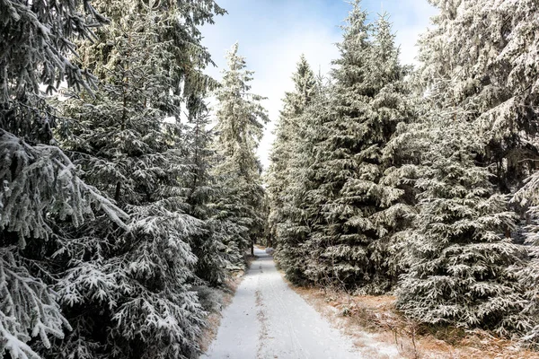 图林根奥伯霍夫附近图林根森林高地上美丽的冬季风景 — 图库照片