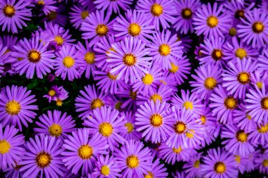 Evdeki bahçede güzel çiçekler 