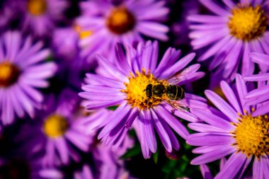 Evdeki bahçede güzel çiçekler 
