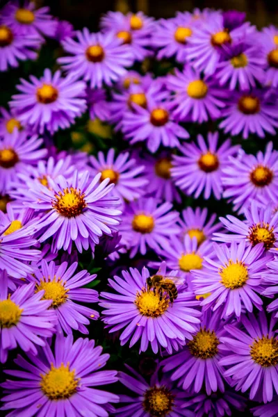 Bellissimi Fiori Giardino Casa — Foto Stock