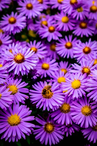 Beautiful Flowers Garden Home — Stock Photo, Image