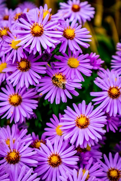 Piękne Kwiaty Ogrodzie Domu — Zdjęcie stockowe