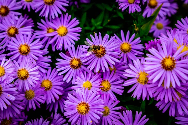 Schöne Blumen Heimischen Garten — Stockfoto