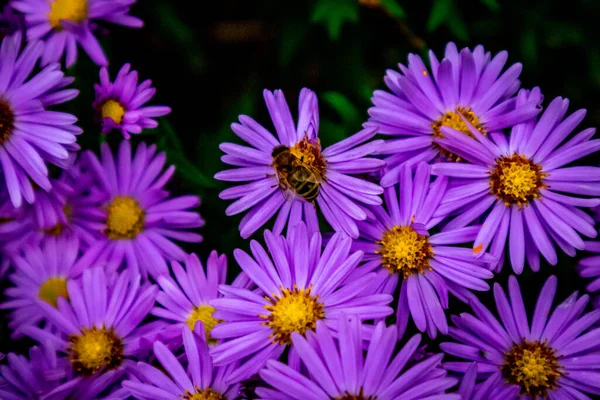 Beautiful Flowers Garden Home — Stock Photo, Image