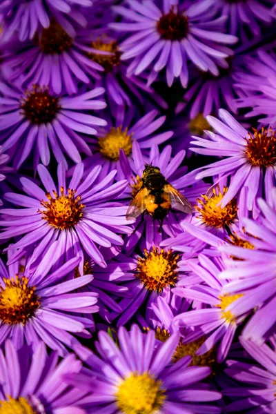 Beautiful Flowers Garden Home — Stock Photo, Image