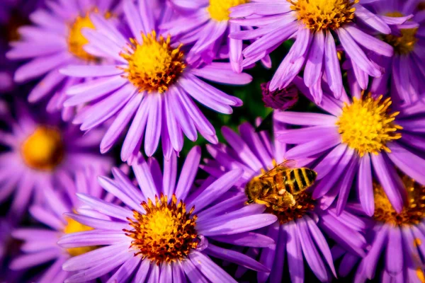 Schöne Blumen Heimischen Garten — Stockfoto