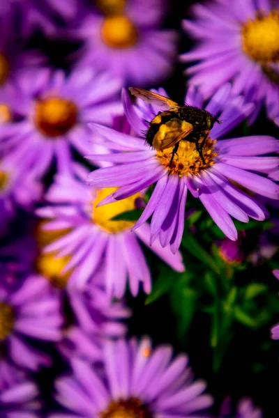 Beautiful Flowers Garden Home — Stock Photo, Image