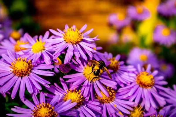 Evdeki Bahçede Güzel Çiçekler — Stok fotoğraf