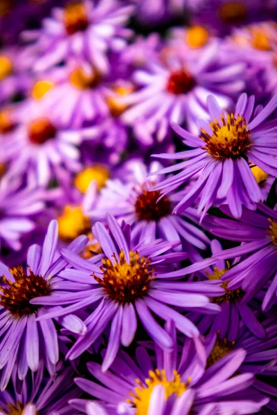 Beautiful Flowers Garden Home — Stock Photo, Image