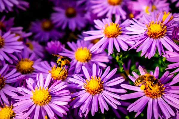 Schöne Blumen Heimischen Garten — Stockfoto