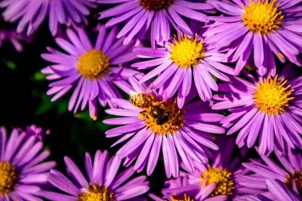 Beautiful Flowers Garden Home — Stock Photo, Image