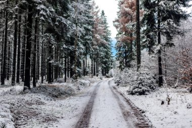 Schmalkalden-Thüringen yakınlarındaki Thuringian Ormanı 'nın güneybatı yamacında keşif gezisi.