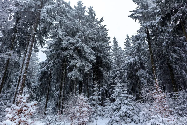 Schmiedefeld近くのテューリンゲンの森の高さの美しい冬の風景 テューリンゲン州 — ストック写真