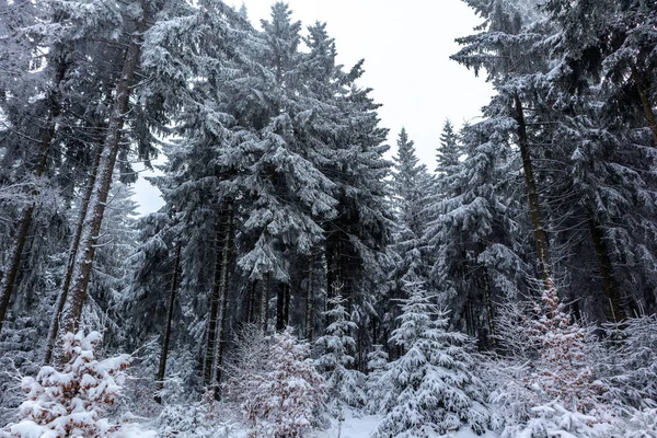 Schöne Winterlandschaft Auf Den Höhen Des Thüringer Waldes Bei Schmiedefeld — Stockfoto