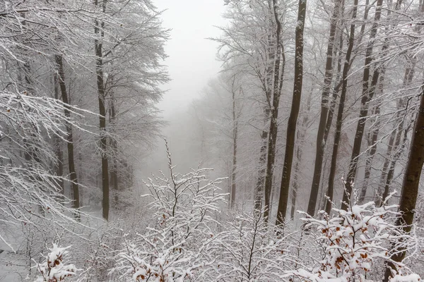 Prachtig Winterlandschap Hoogten Van Het Thüringer Woud Bij Schmiedefeld Thüringen — Stockfoto