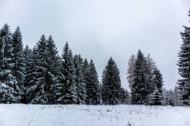Steinbach-Hallenberg yakınlarındaki Thuringian Ormanı 'nda kış keşfi turu.