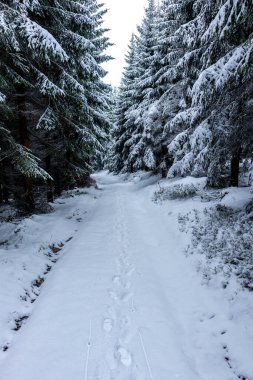 Steinbach-Hallenberg yakınlarındaki Thuringian Ormanı 'nda kış keşfi turu.