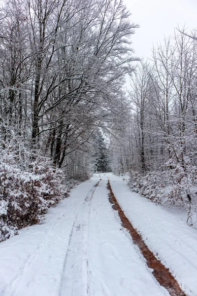 Steinbach Hallenberg Yakınlarındaki Thuringian Ormanı Nda Kış Keşfi Turu — Stok fotoğraf