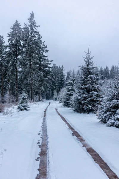 Χειμερινή Ξενάγηση Στο Δάσος Θουριγγίας Κοντά Στο Steinbach Hallenberg Θουριγγία — Φωτογραφία Αρχείου
