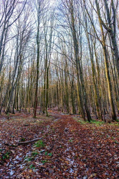 Caminata Invierno Por Hermoso Vorderrhn Cerca Dermbach Turingia — Foto de Stock