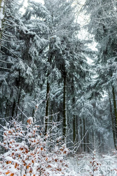Bellissimo Paesaggio Invernale Sulle Alture Della Foresta Turingia Vicino Schmiedefeld — Foto Stock