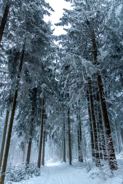 Schmiedefeld近くのテューリンゲンの森の高さの美しい冬の風景 テューリンゲン州 — ストック写真