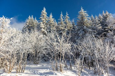 Oberschnau yakınlarındaki Thuringian Ormanı 'nın tepelerinde güzel bir kış manzarası.